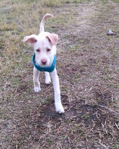 Viktoria sucht ein Zuhause