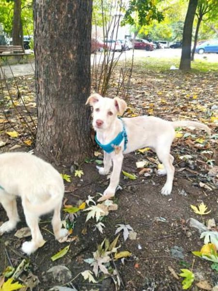 Viktoria sucht ein Zuhause