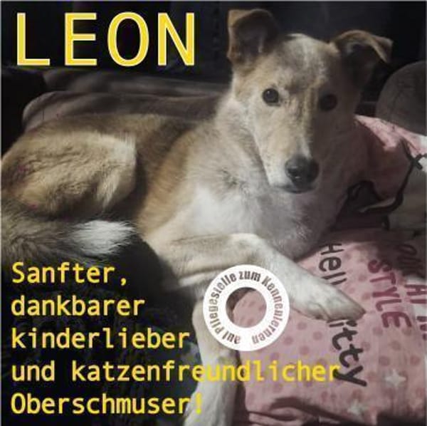 LEON - Herzensbrecher