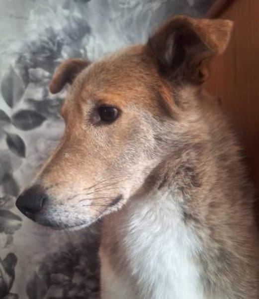 LEON - Herzensbrecher