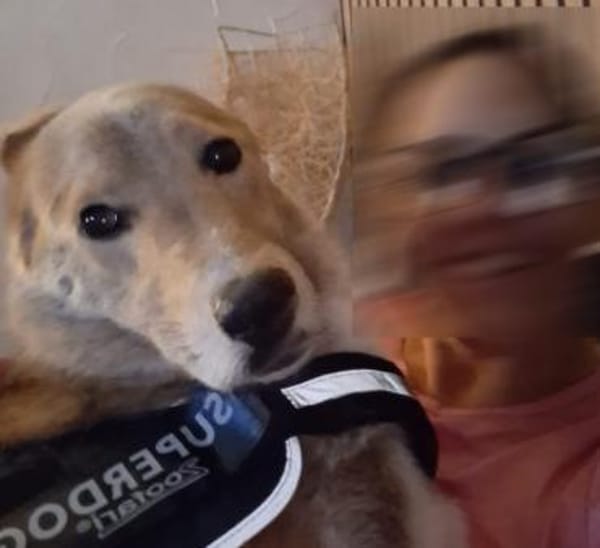 LEON - Herzensbrecher