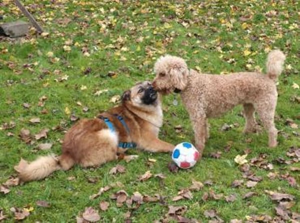 Lenny wartet in Nürnberg!