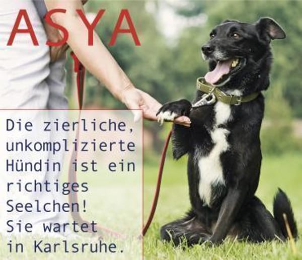 ASYA - Juwel auf 4 Pfoten
