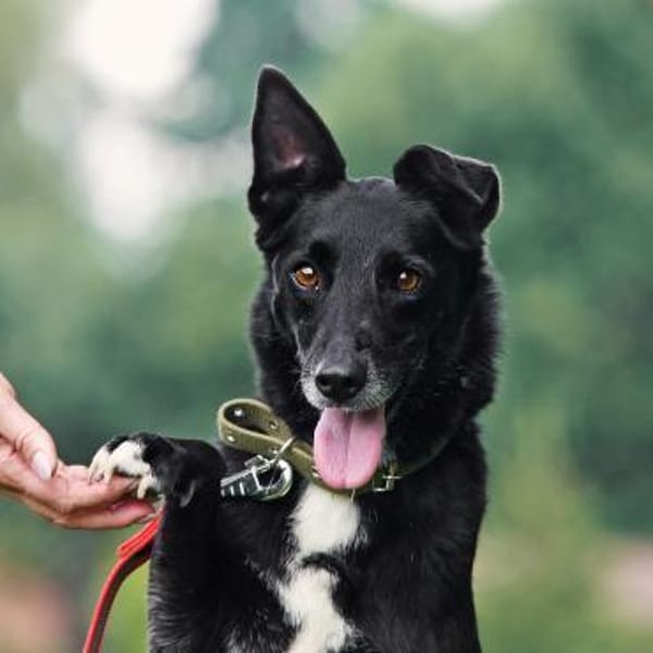 ASYA - Juwel auf 4 Pfoten