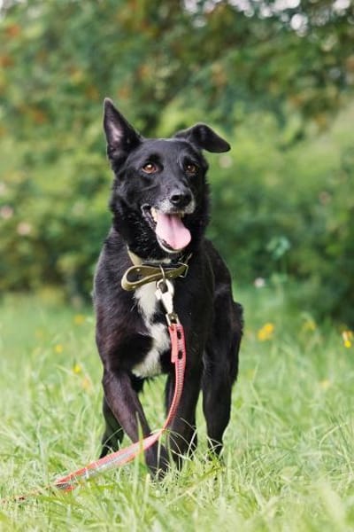 ASYA - Juwel auf 4 Pfoten