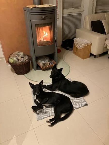 ASYA - Juwel auf 4 Pfoten