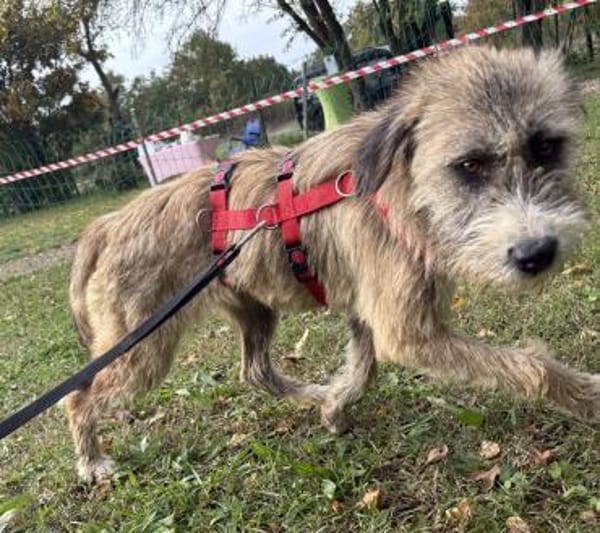 Dixy - lernwillig, leinenführig - in DE