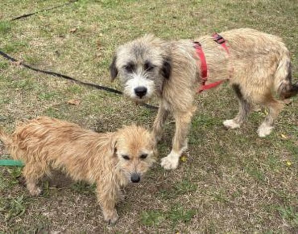 Dixy - lernwillig, leinenführig - in DE