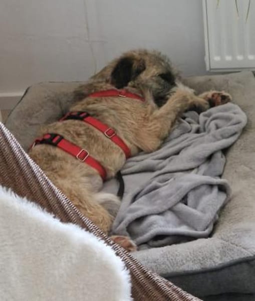 Dixy - lernwillig, leinenführig - in DE