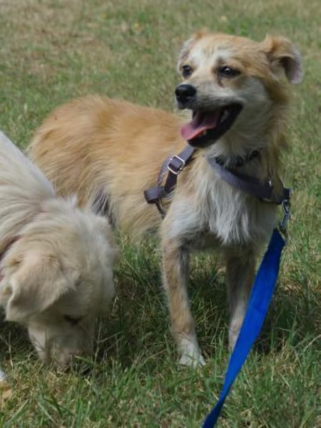 Lotte - gut verträglich - bereits in DE