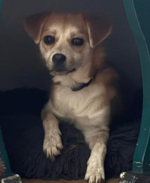 Lotte - gut verträglich - bereits in DE