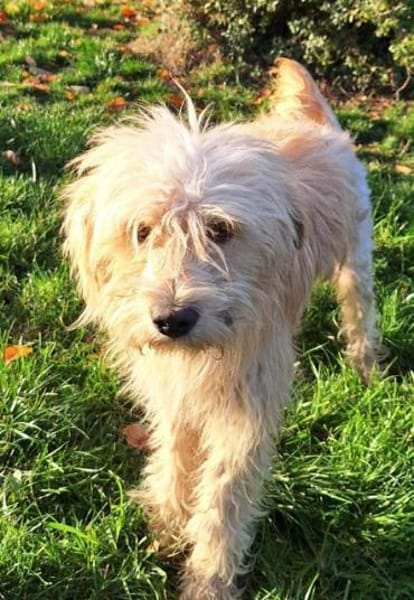 LOCKE -unkomplizierter,sensibler Junghun