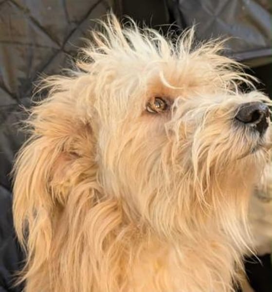 LOCKE -unkomplizierter,sensibler Junghun