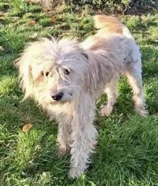 LOCKE -unkomplizierter,sensibler Junghun