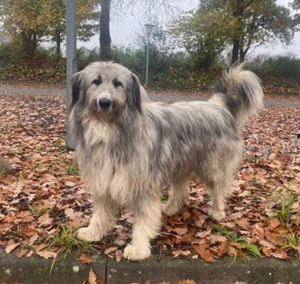 Athos sucht sein Für-Immer-Zuhause