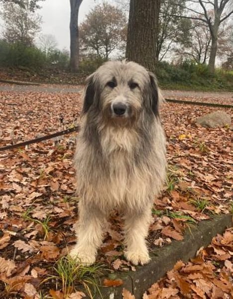 Athos sucht sein Für-Immer-Zuhause