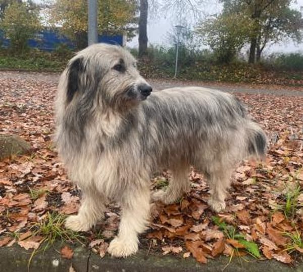 Athos sucht sein Für-Immer-Zuhause