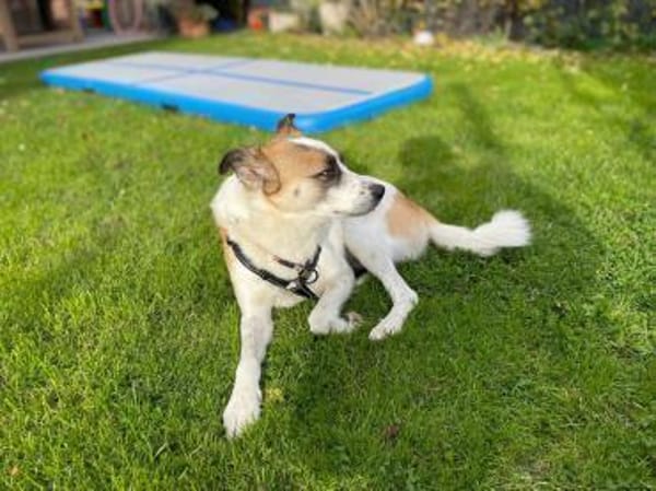 Ranji sucht sein Zuhause