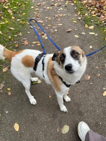 Ranji sucht sein Zuhause