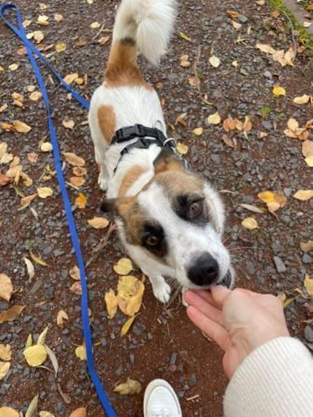 Ranji sucht sein Zuhause