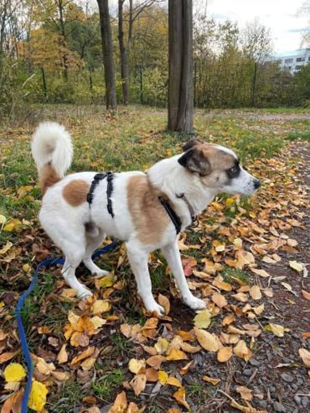 Ranji sucht sein Zuhause