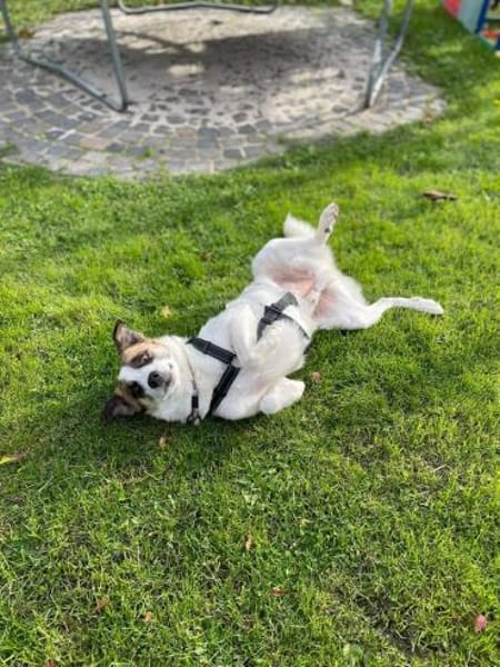 Ranji sucht sein Zuhause