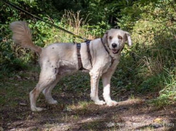 Donnie ist ein sehr freundlicher Rüde