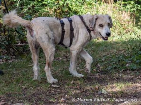 Donnie ist ein sehr freundlicher Rüde