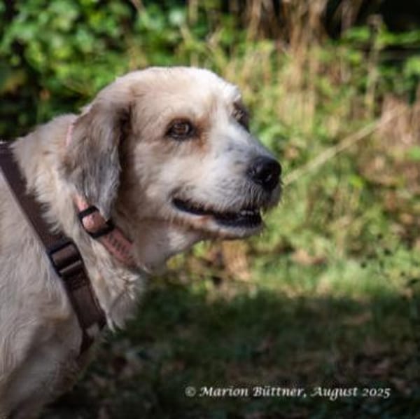 Donnie ist ein sehr freundlicher Rüde