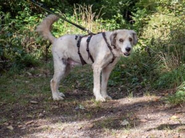 Donnie ist ein sehr freundlicher Rüde