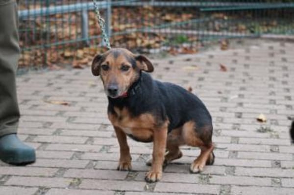 Penny - kinderlieb u. sehr zutraulich