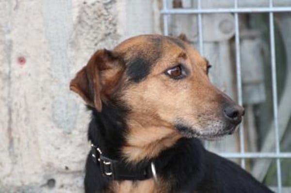 Penny - kinderlieb u. sehr zutraulich