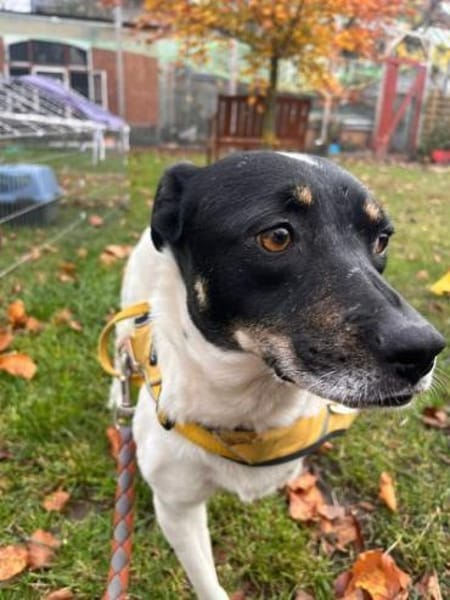 Wunderbare Milly sucht ihr Glück!