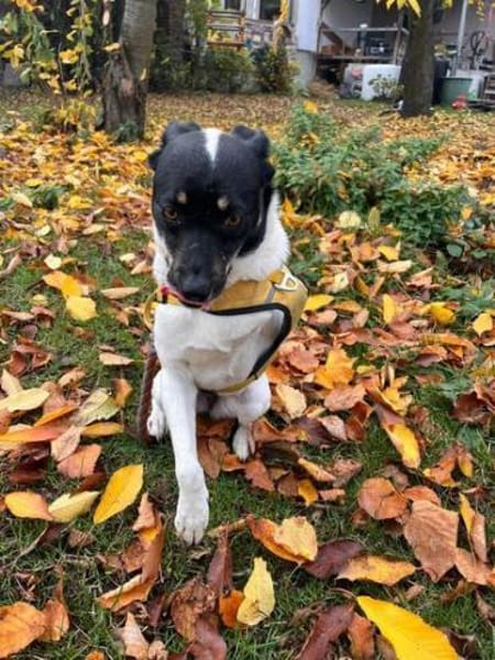 Wunderbare Milly sucht ihr Glück!