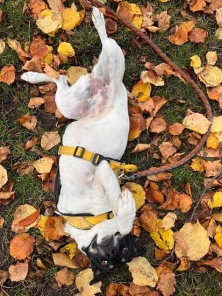 Wunderbare Milly sucht ihr Glück!