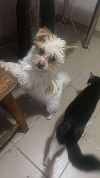 Suki, klein, frech, keck sucht Körbchen