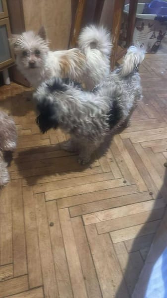 Suki, klein, frech, keck sucht Körbchen