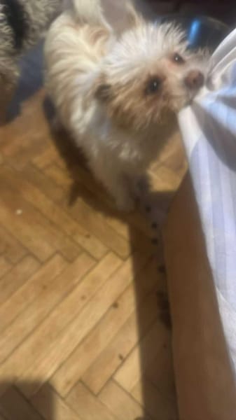 Suki, klein, frech, keck sucht Körbchen