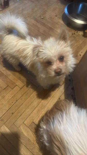 Suki, klein, frech, keck sucht Körbchen