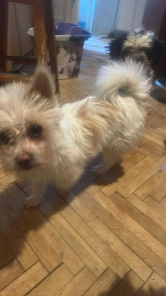 Suki, klein, frech, keck sucht Körbchen