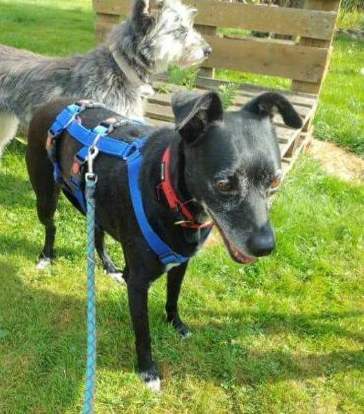 Bella8 sucht ein Zuhause