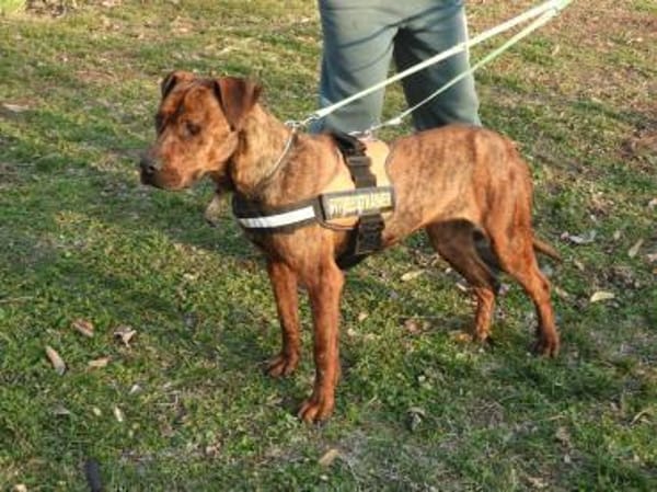 Karma, Pittbull-Terrier sucht ein Zuhaus