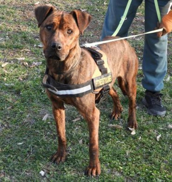 Karma, Pittbull-Terrier sucht ein Zuhaus