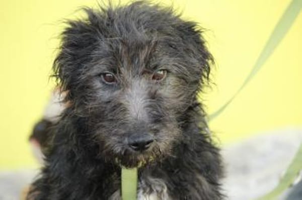 Chewy sucht für immer zu Hause...