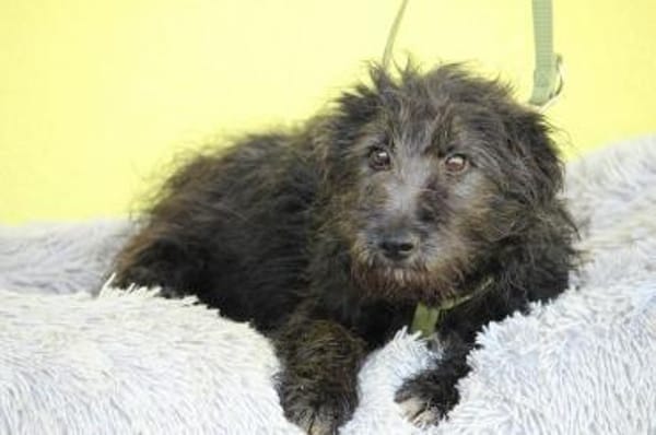 Chewy sucht für immer zu Hause...