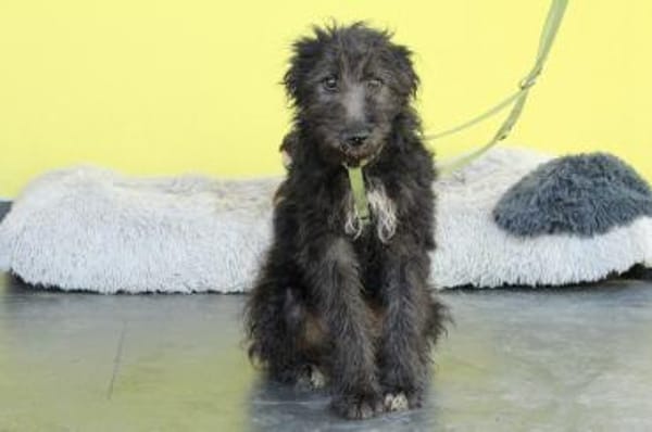 Chewy sucht für immer zu Hause...