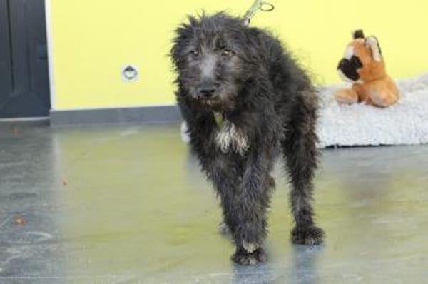 Chewy sucht für immer zu Hause...