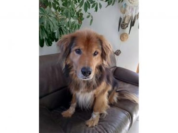 Casimo  wartet in 56379 Oberwies