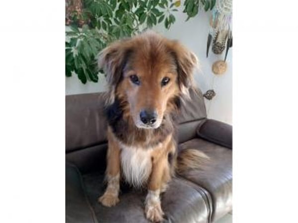 Casimo  wartet in 56379 Oberwies