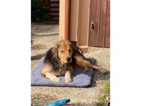 Casimo  wartet in 56379 Oberwies